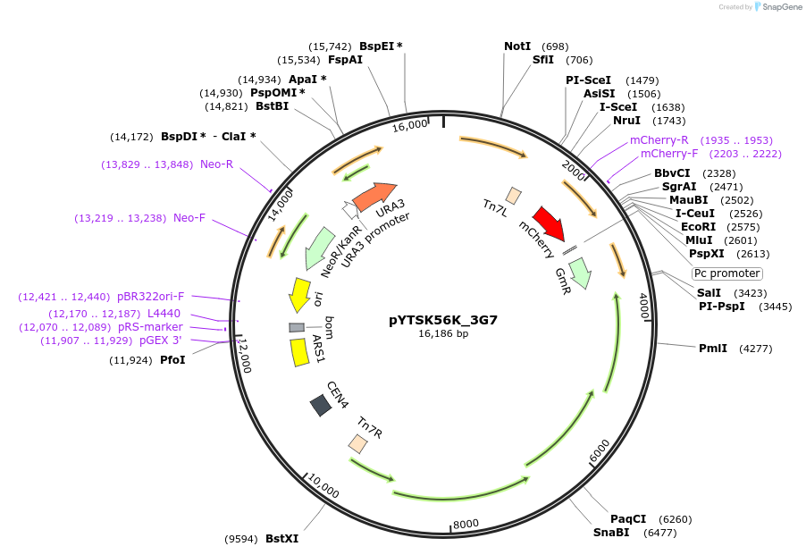 177301-plasmid-map-sequence-id-421065