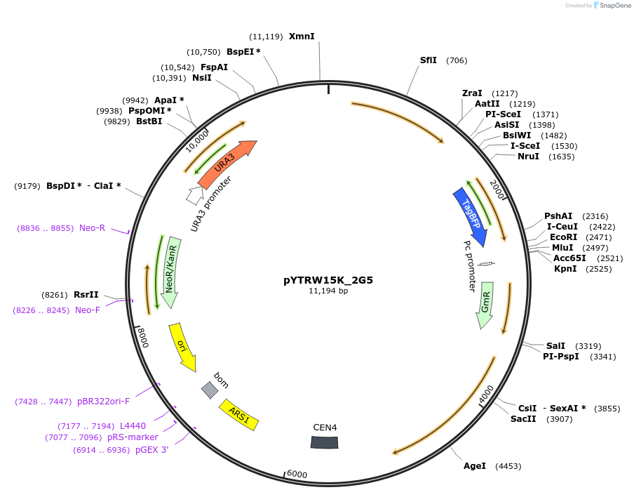 177284-plasmid-map-sequence-id-421067