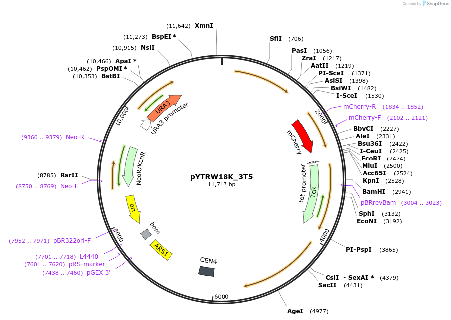 177288-plasmid-map-sequence-id-421068