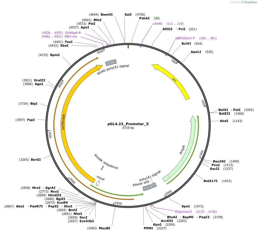 210632-plasmid-map-sequence-id-421136