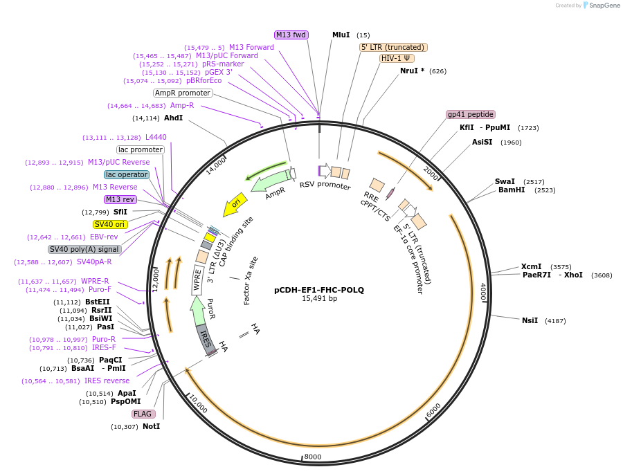 64875-plasmid-map-sequence-id-421137
