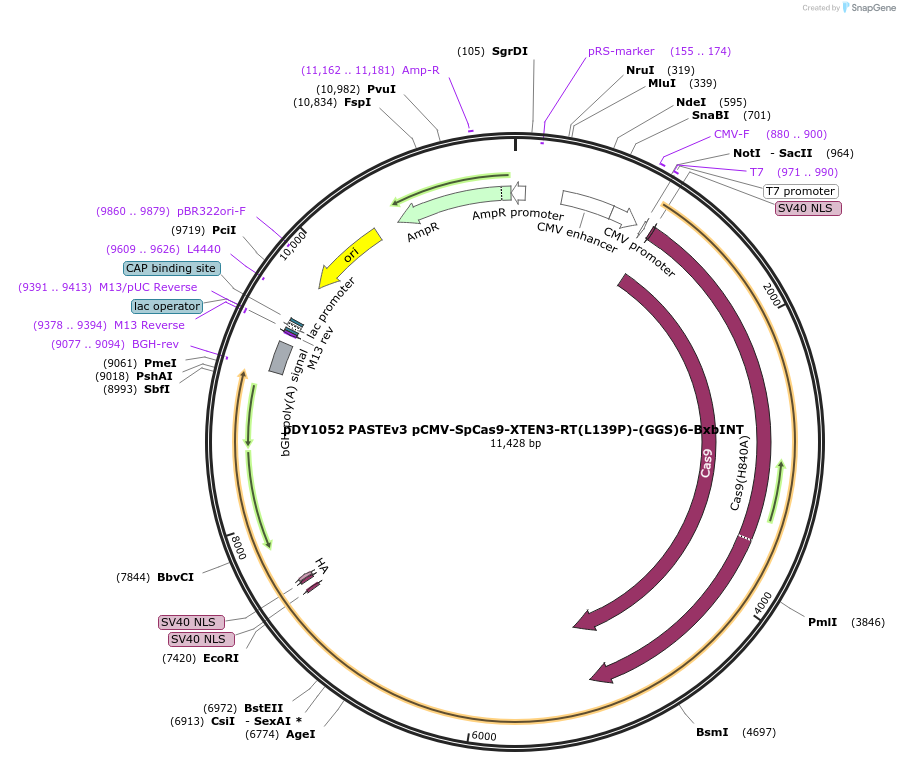 179105-plasmid-map-sequence-id-421140