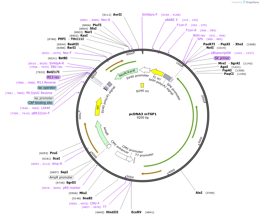 12405-plasmid-map-sequence-id-421207