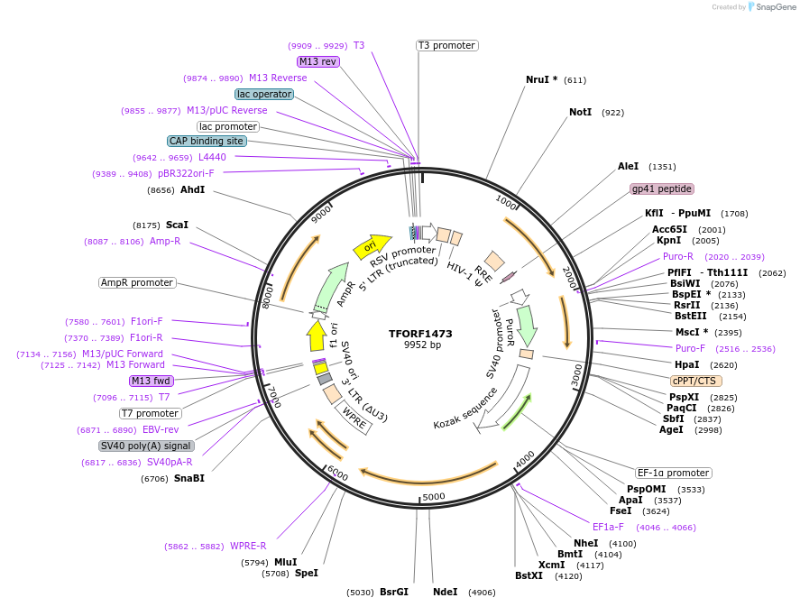 141826-plasmid-map-sequence-id-421221