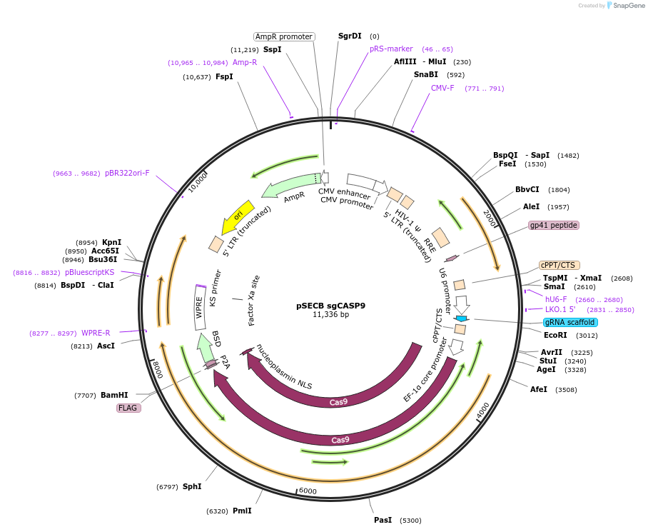 211525-plasmid-map-sequence-id-421228