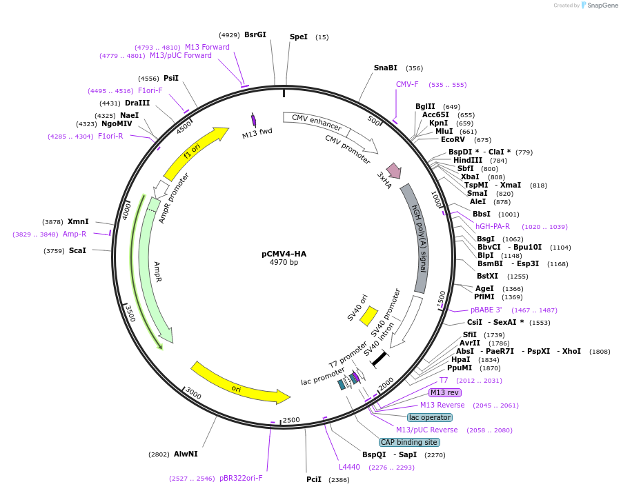 27553-plasmid-map-sequence-id-421233