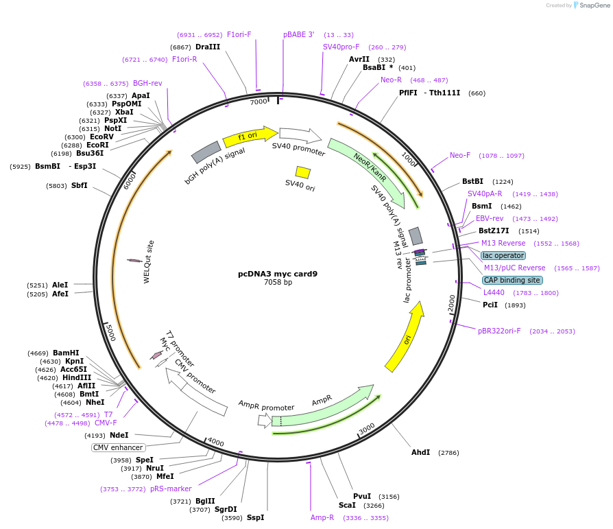 16253-plasmid-map-sequence-id-421234