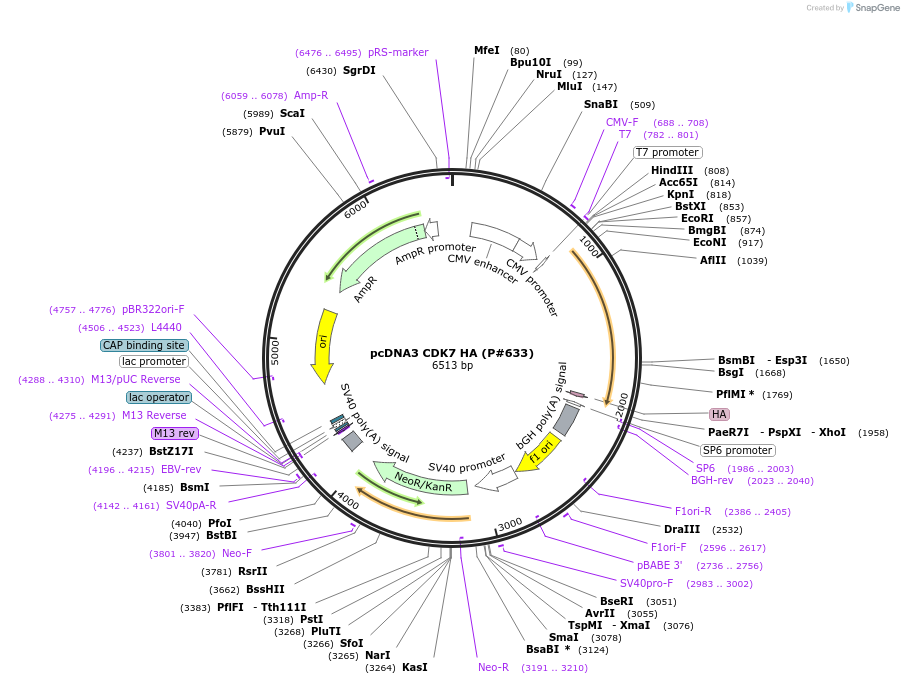 14647-plasmid-map-sequence-id-421236