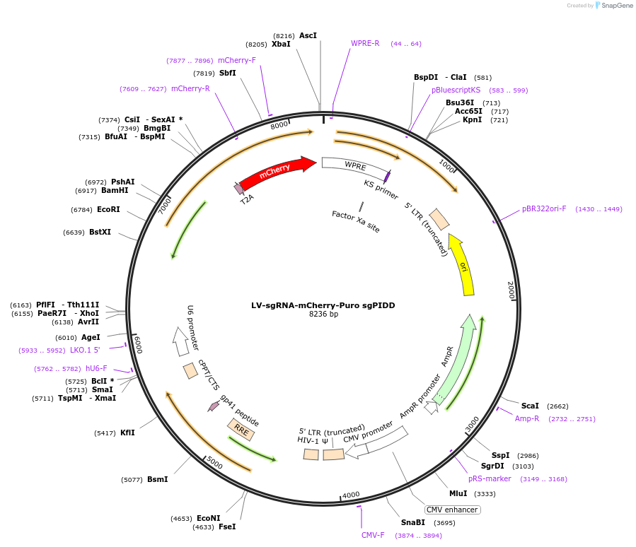 211528-plasmid-map-sequence-id-421240