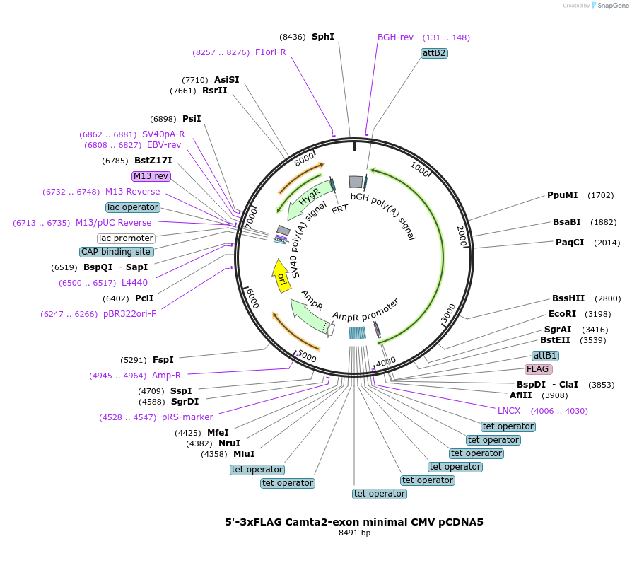 212048-plasmid-map-sequence-id-421246