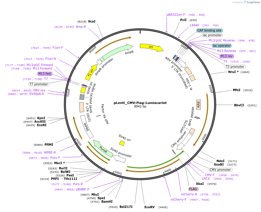 208854-plasmid-map-sequence-id-421254