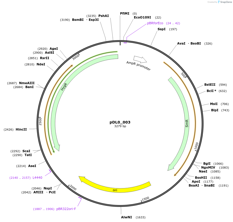 210760-plasmid-map-sequence-id-421255