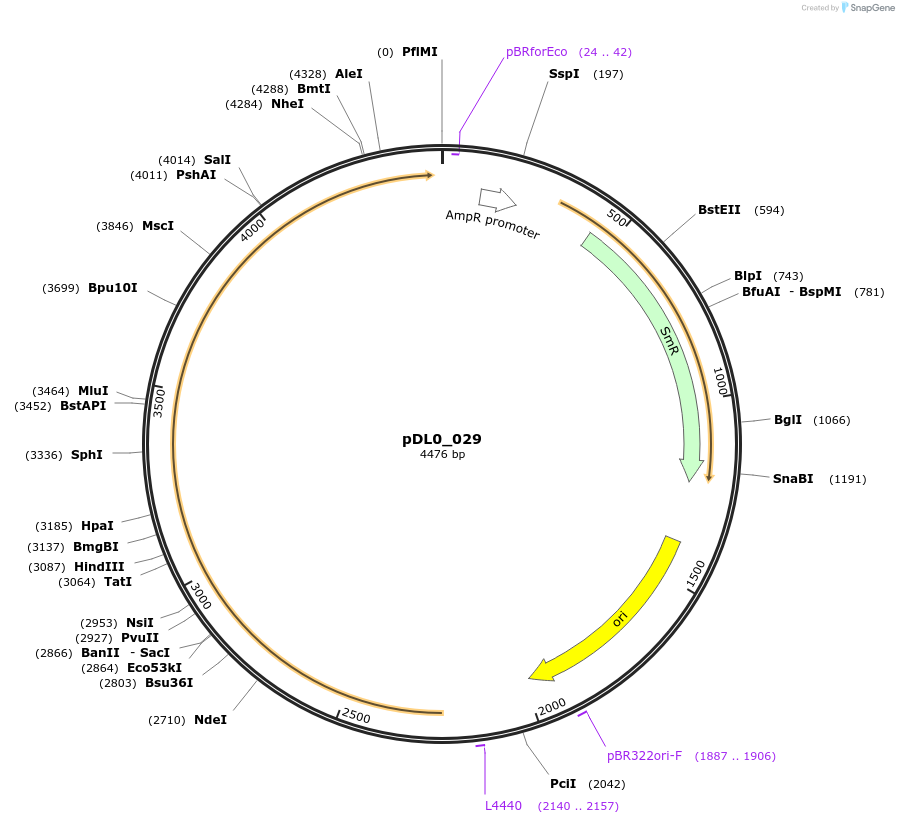 210761-plasmid-map-sequence-id-421257