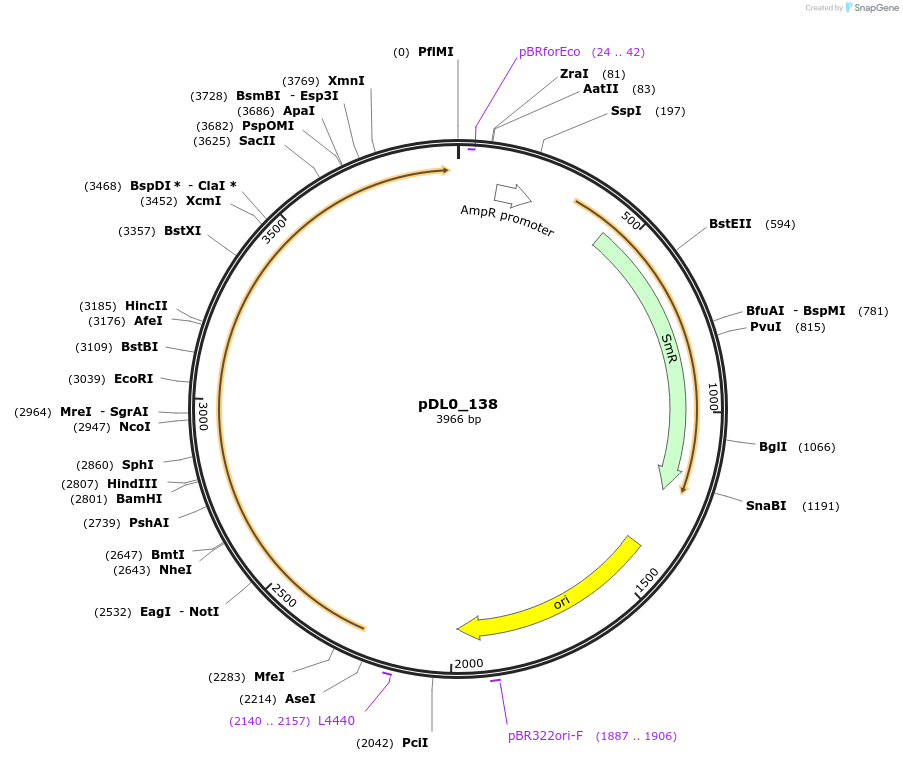 210762-plasmid-map-sequence-id-421258