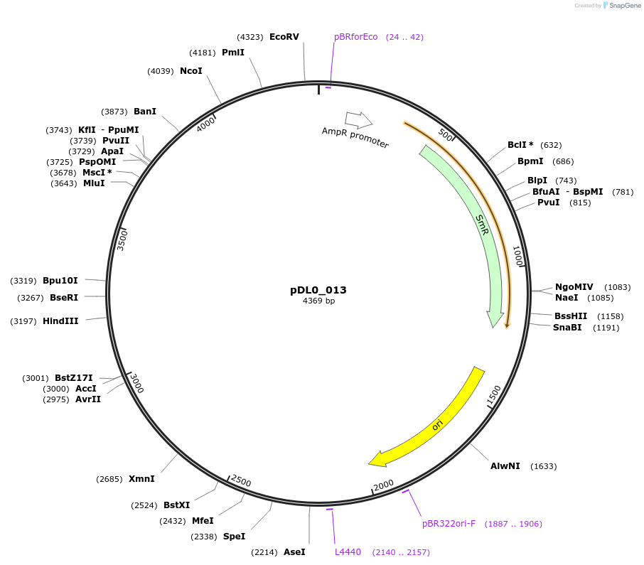 210763-plasmid-map-sequence-id-421259