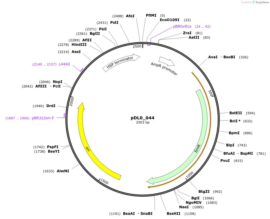210764-plasmid-map-sequence-id-421260