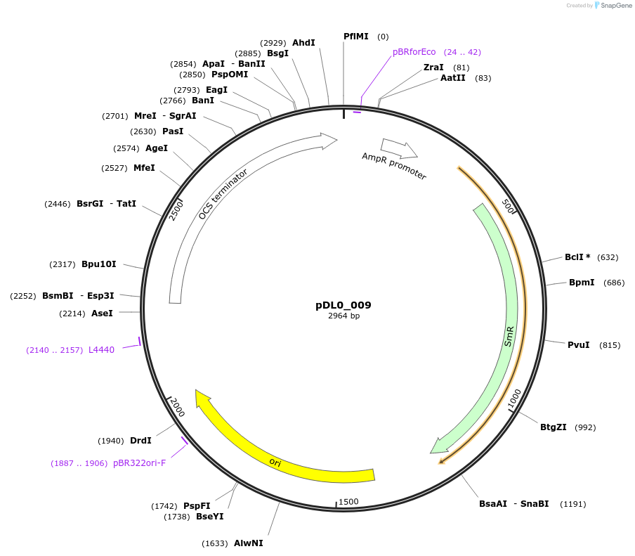210765-plasmid-map-sequence-id-421262
