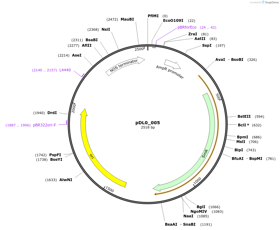 210769-plasmid-map-sequence-id-421264