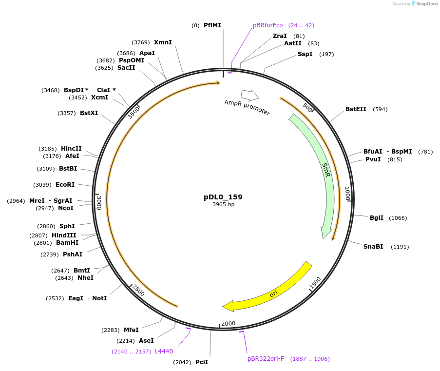 210770-plasmid-map-sequence-id-421265