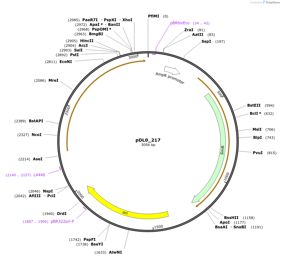 210772-plasmid-map-sequence-id-421268
