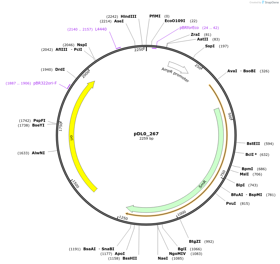 210773-plasmid-map-sequence-id-421272