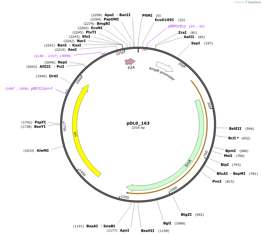 210774-plasmid-map-sequence-id-421274
