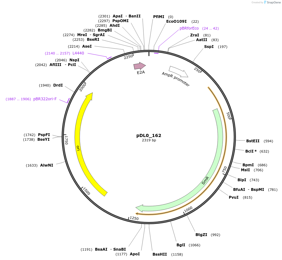 210775-plasmid-map-sequence-id-421283