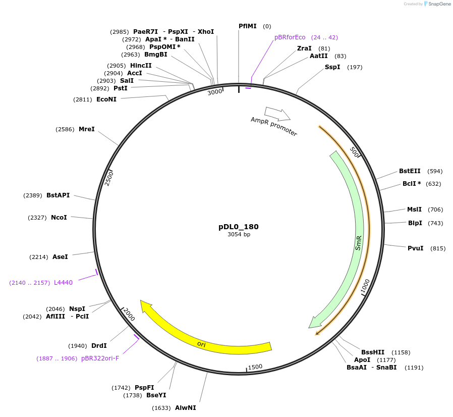 210776-plasmid-map-sequence-id-421284