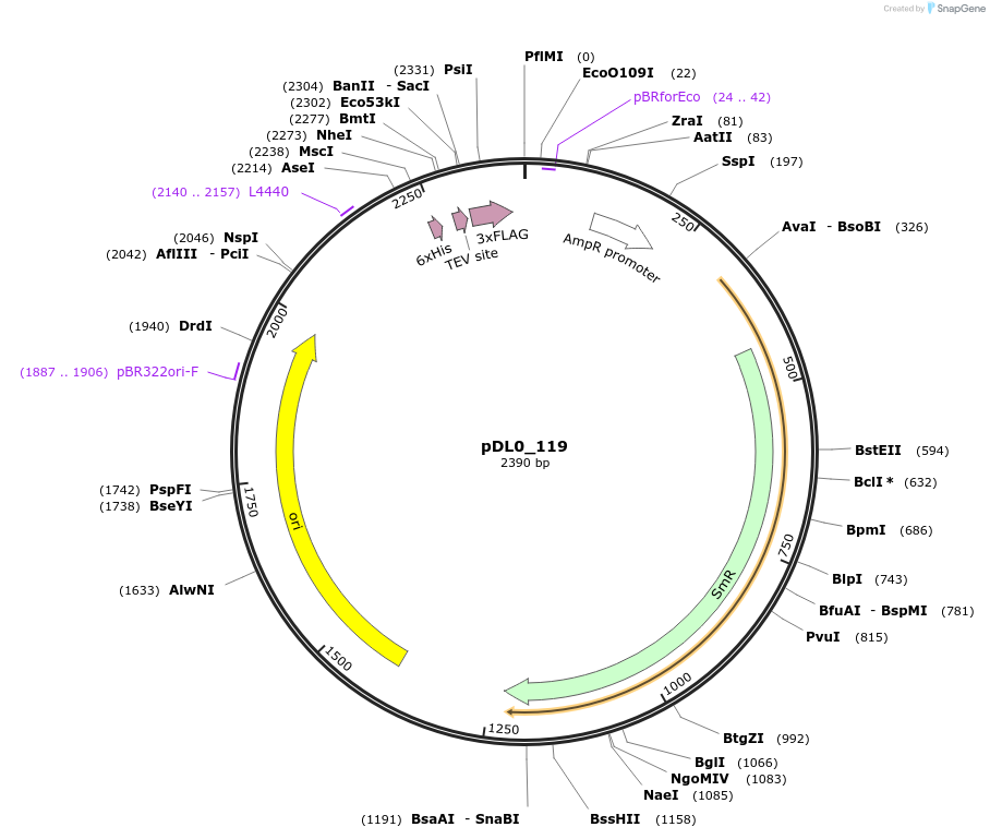 210777-plasmid-map-sequence-id-421285