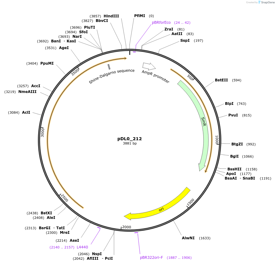 210778-plasmid-map-sequence-id-421287
