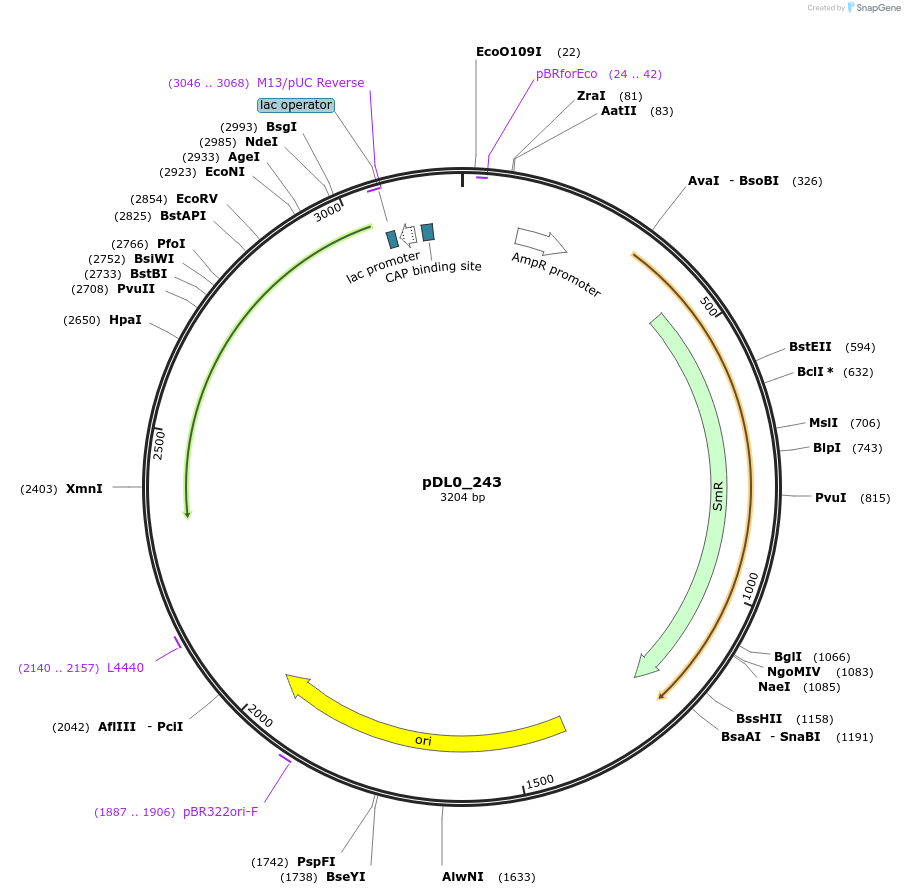 210780-plasmid-map-sequence-id-421290