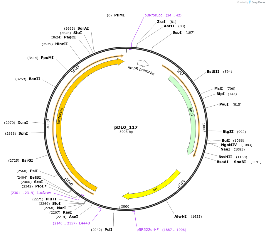 210864-plasmid-map-sequence-id-421292