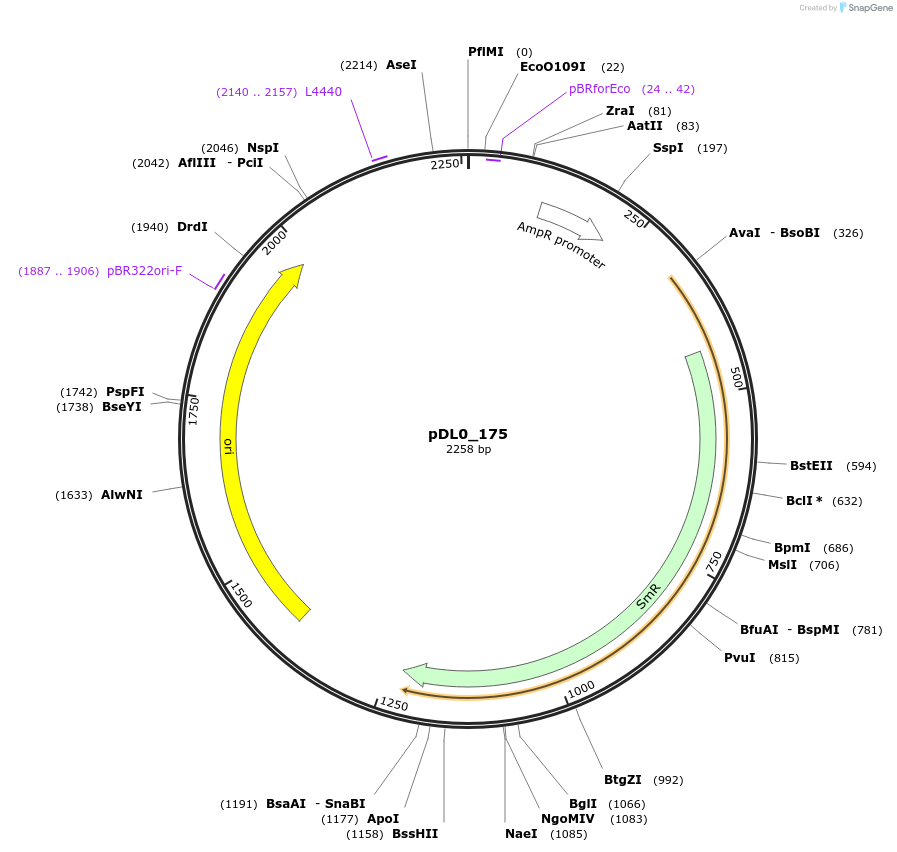 211335-plasmid-map-sequence-id-421294
