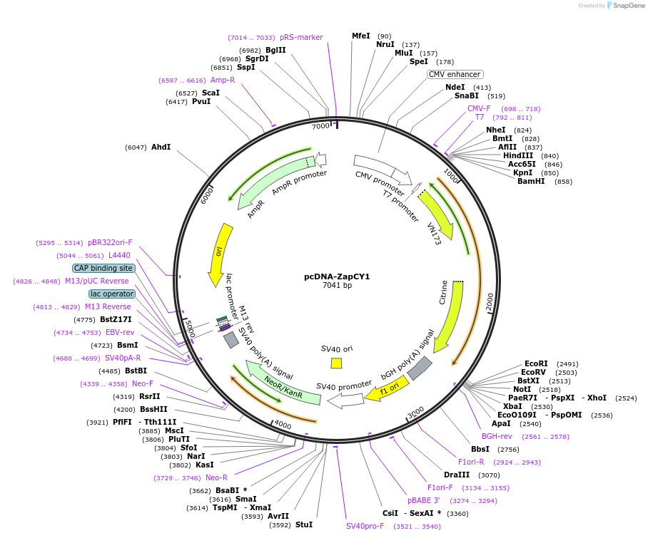36319-plasmid-map-sequence-id-421297