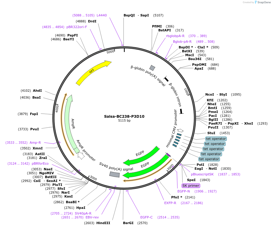 203079-plasmid-map-sequence-id-421443