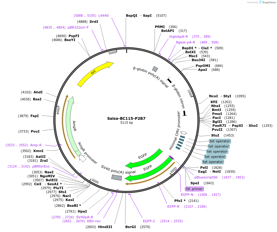 202956-plasmid-map-sequence-id-421447
