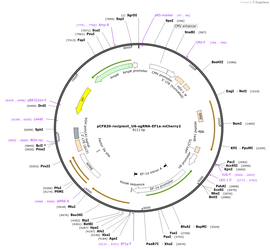 211647-plasmid-map-sequence-id-421507