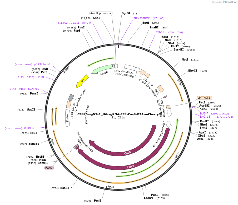 211689-plasmid-map-sequence-id-421511