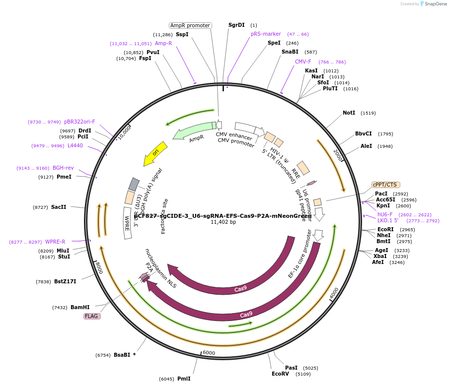 211698-plasmid-map-sequence-id-421519
