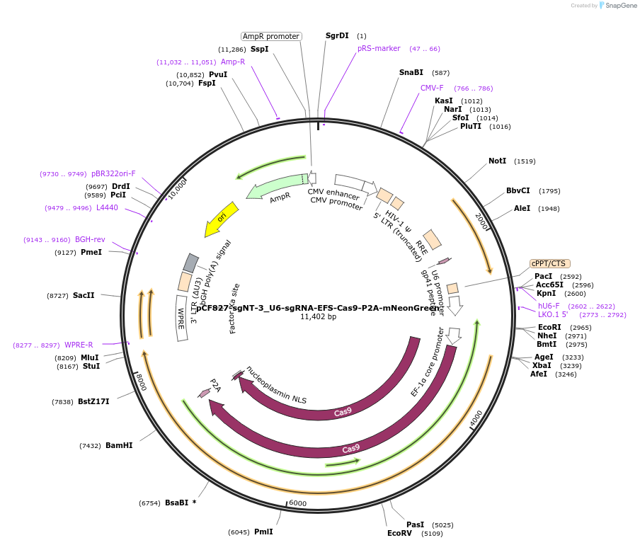 211695-plasmid-map-sequence-id-421520