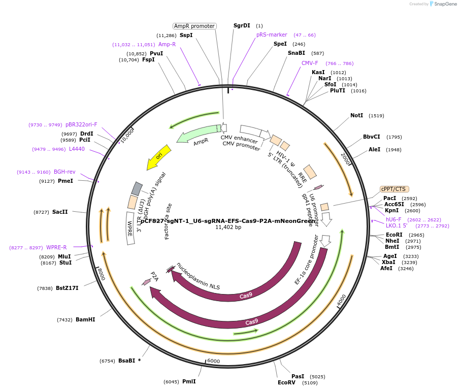 211693-plasmid-map-sequence-id-421543