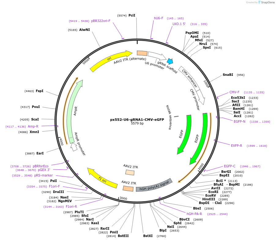 211758-plasmid-map-sequence-id-421556