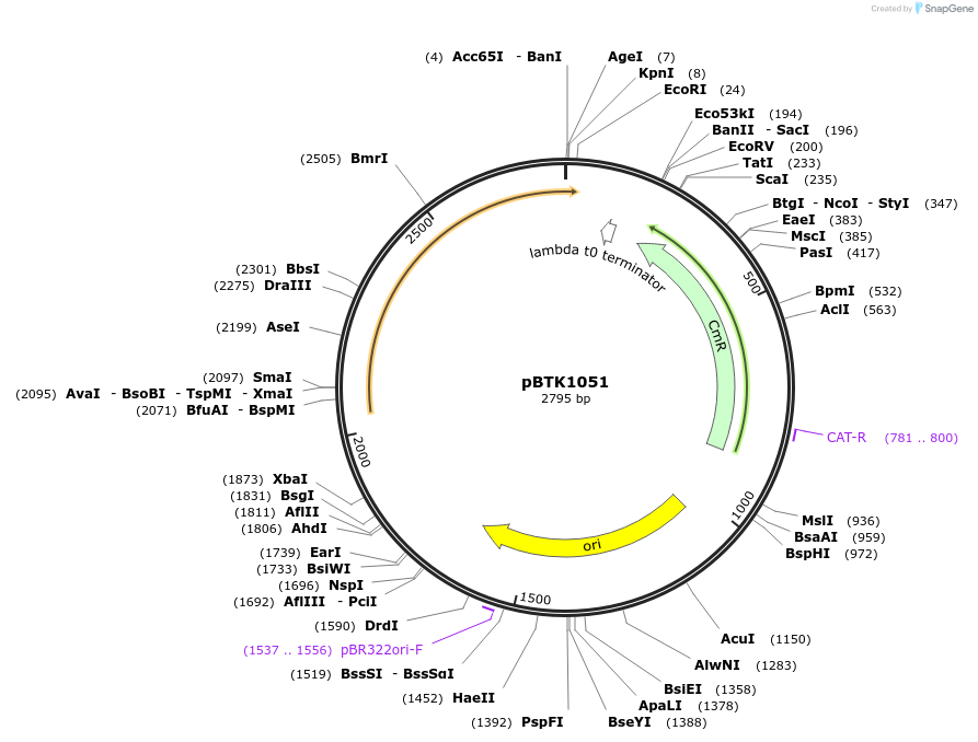 209541-plasmid-map-sequence-id-421604