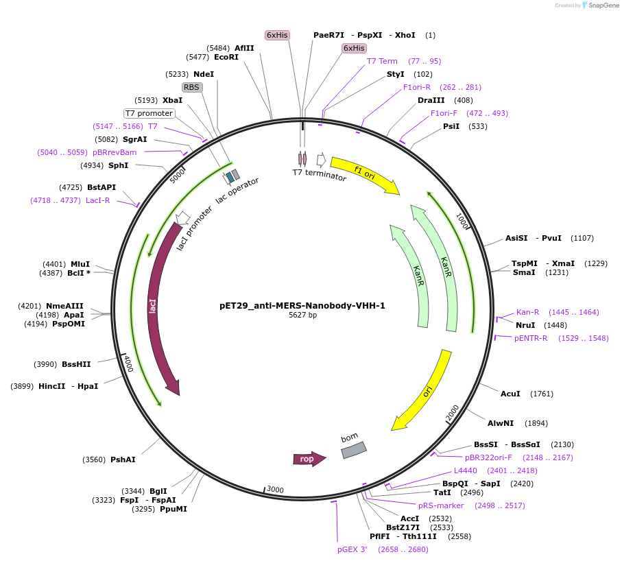 206890-plasmid-map-sequence-id-421614
