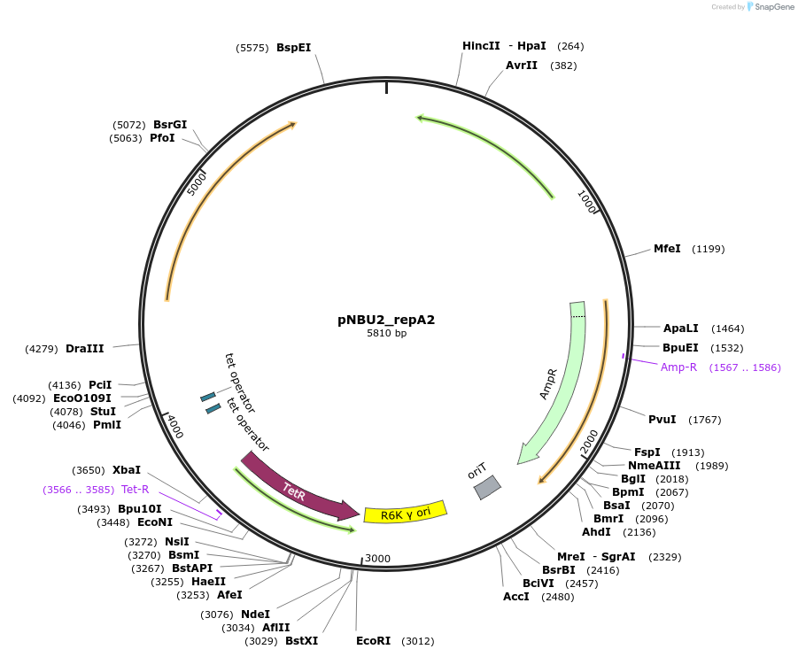 211911-plasmid-map-sequence-id-421618