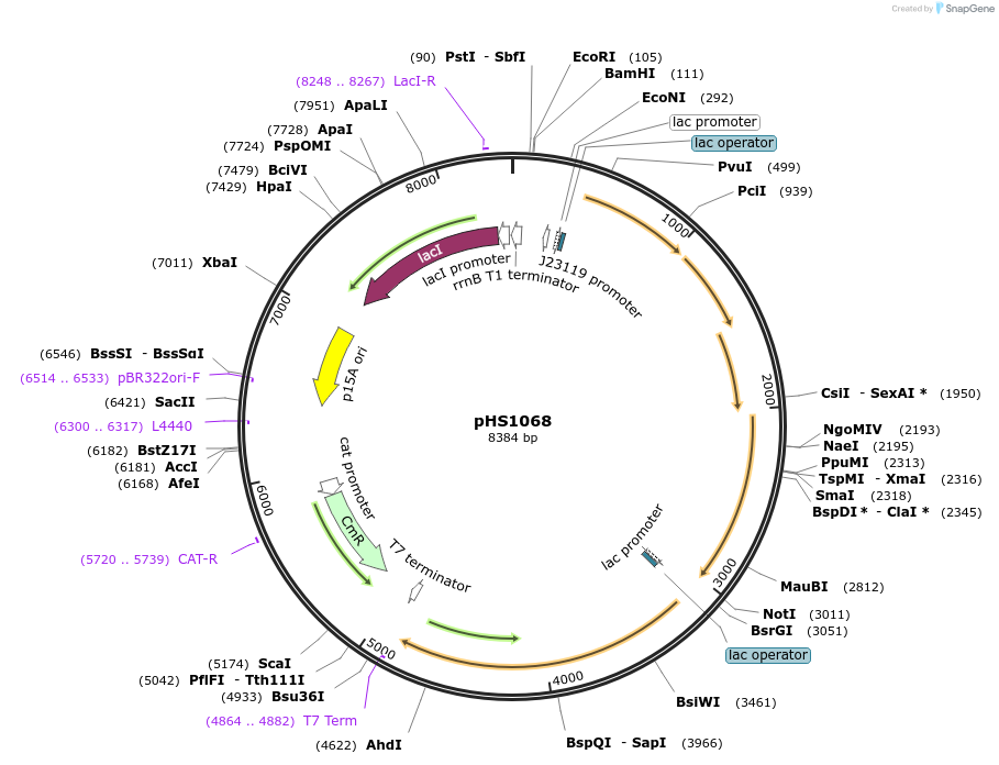205962-plasmid-map-sequence-id-421621