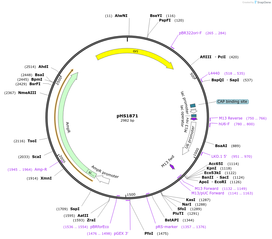 205976-plasmid-map-sequence-id-421622