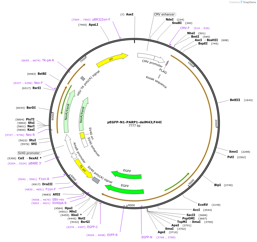 211579-plasmid-map-sequence-id-421624