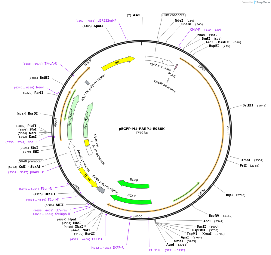 211580-plasmid-map-sequence-id-421625