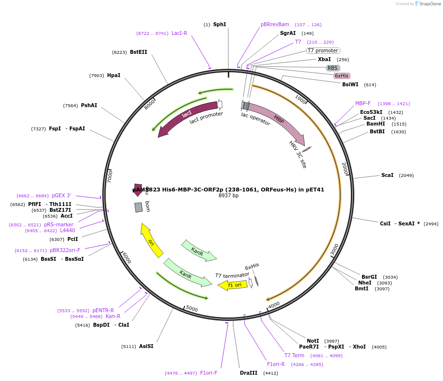 213024-plasmid-map-sequence-id-421626